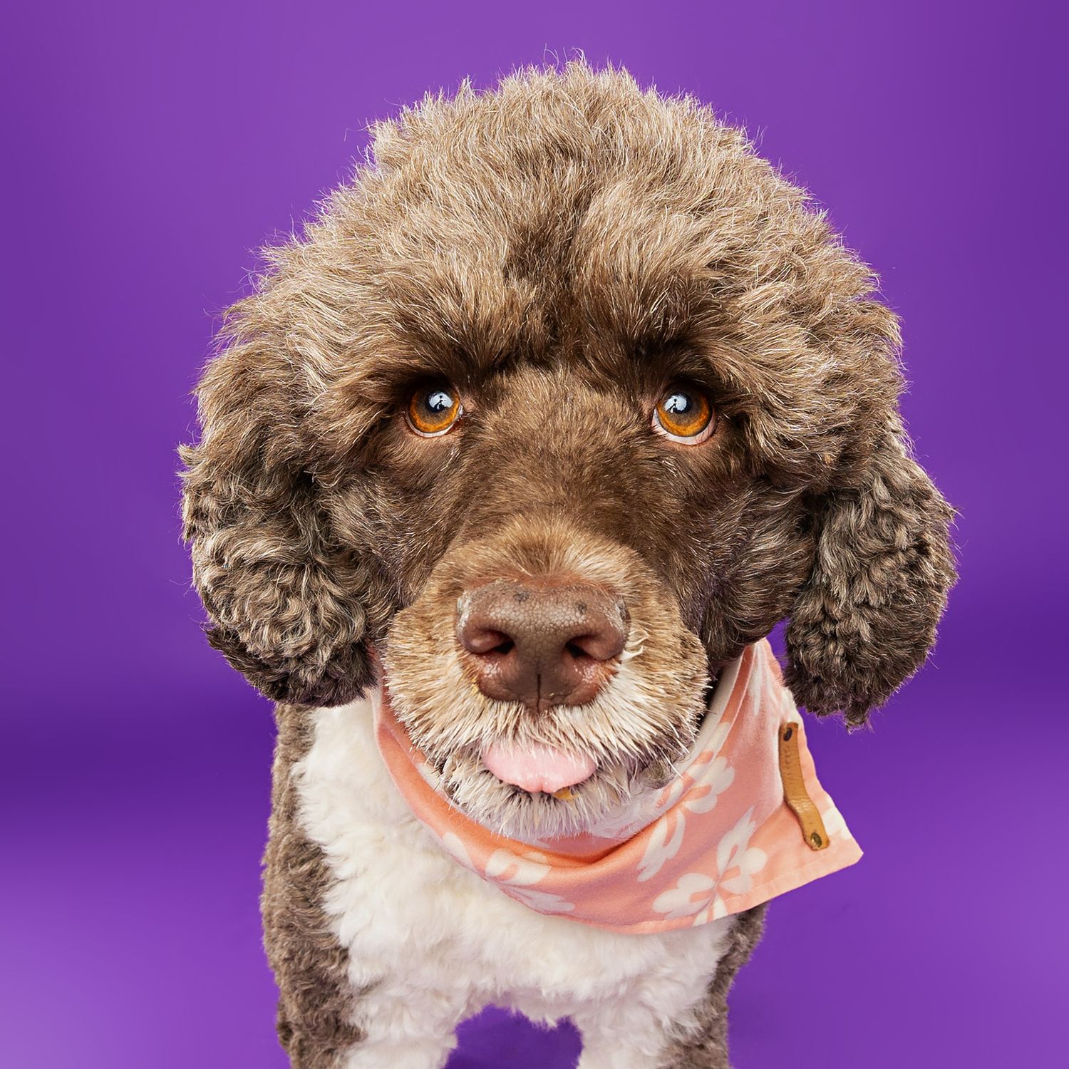 Curly-haired brown poodle mix displaying different expressions on purple background.