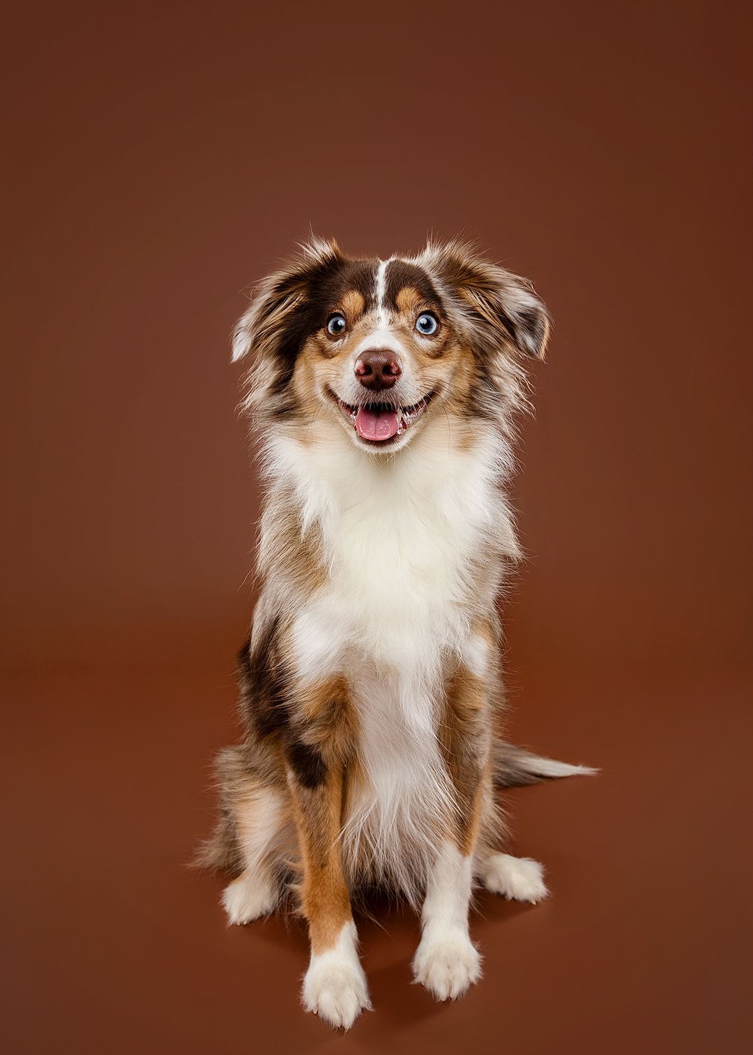 A playful Australian Shepherd dog with brown and white fur shown in four poses against a brown background.