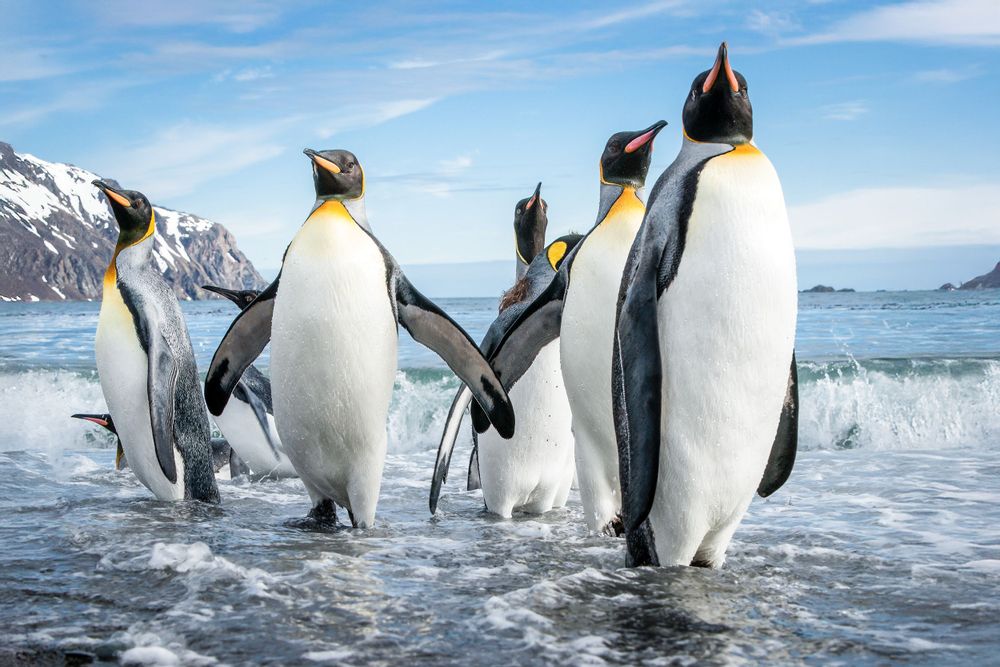 King penguins standing together on icy shore with snowy mountains in the background and blue ocean waves.