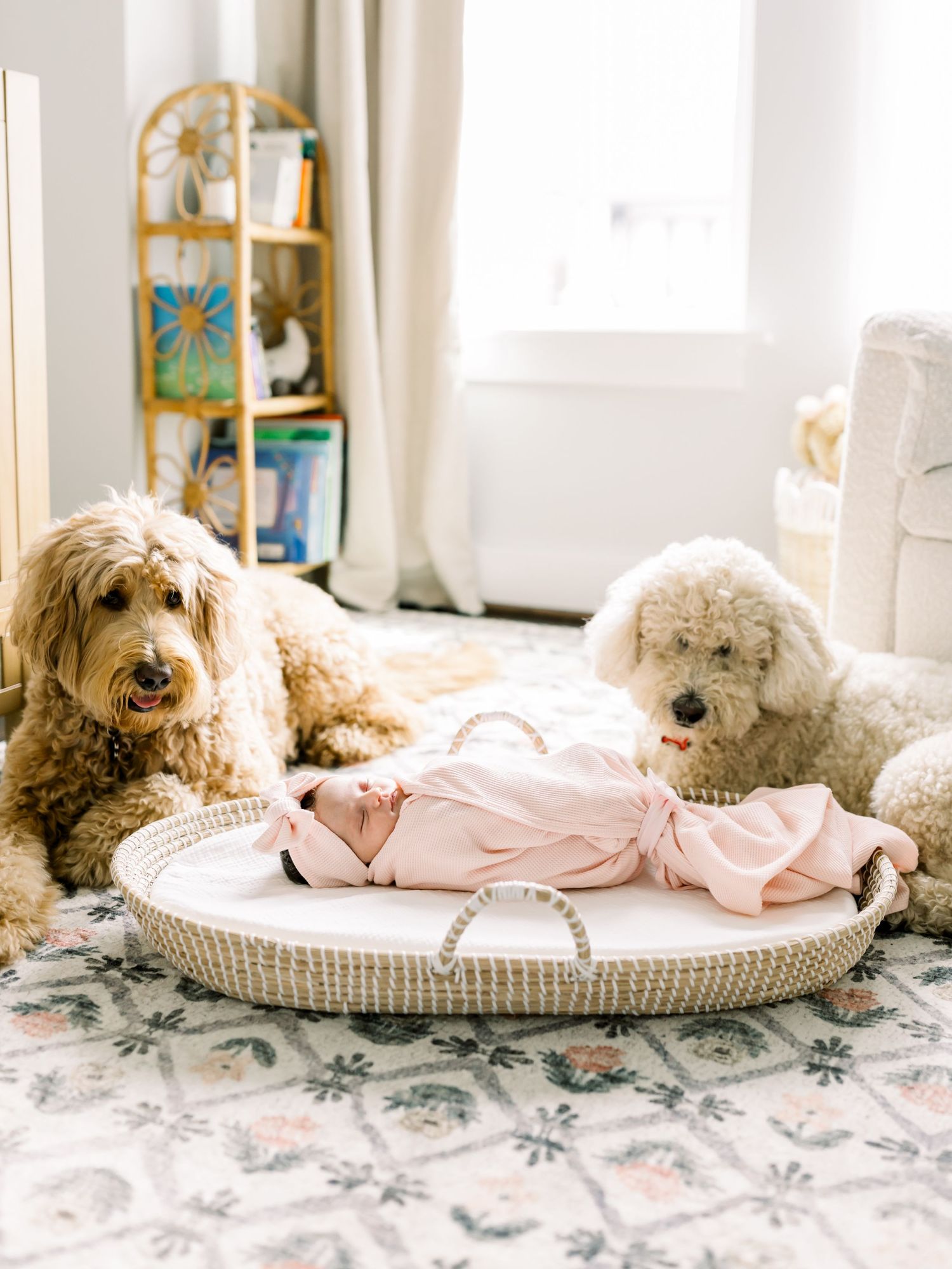 Baby sleeping in round wicker basket with two goldendoodles keeping watch.
