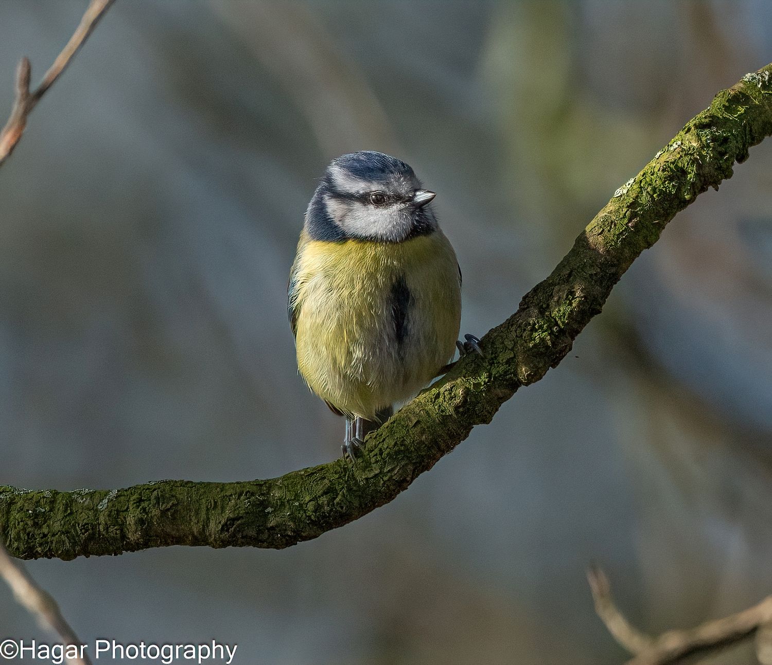 A blue tit sitting on a branch looking right