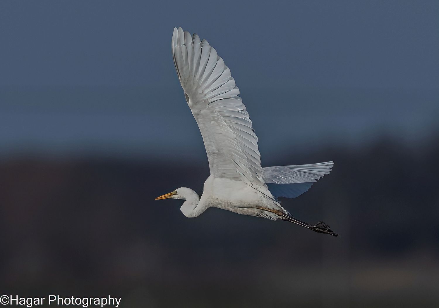 A white gannet with it's wings outstretched