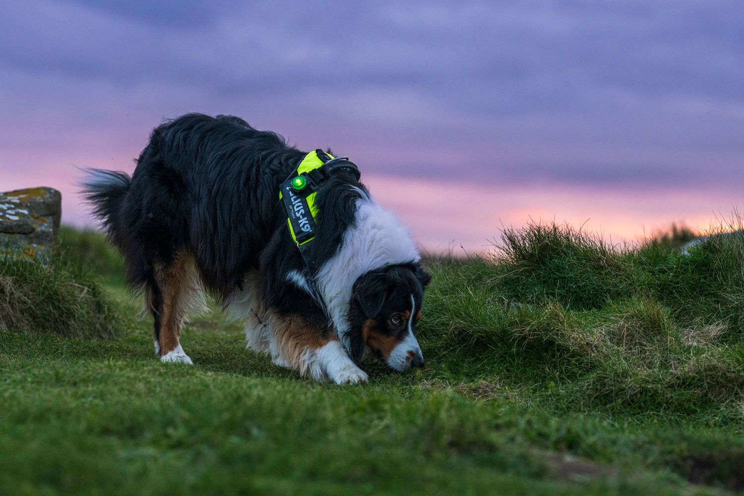 An Australian Shepherd dog wearing a neon bandana sniffs the grass during a purple sunset.