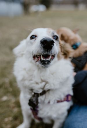 Trenton Ontario Family Photos, Belleville Photographer, Jack Russell Terrier Mix Dog, Pet Photography, Prince Edward County Photographer