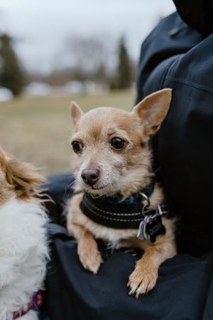 Trenton Ontario Family Photos, Belleville Photographer, Family Session, Pet Photography, Prince Edward County Photographer