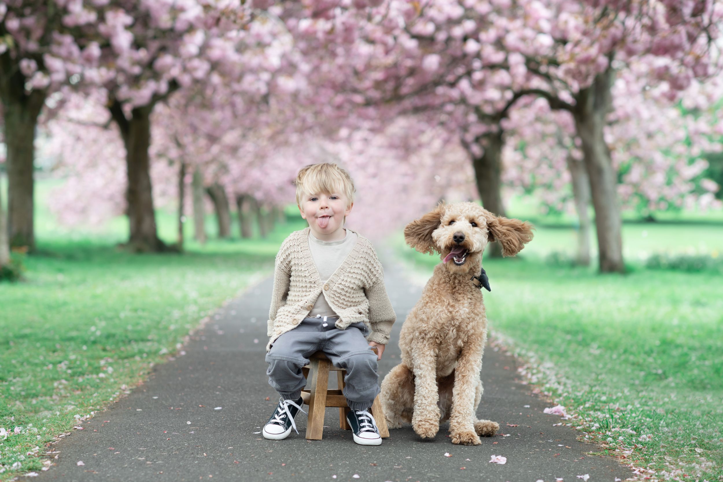 A young child and a golden doodle dog sit together on a path beneath blooming cherry blossom trees in spring.