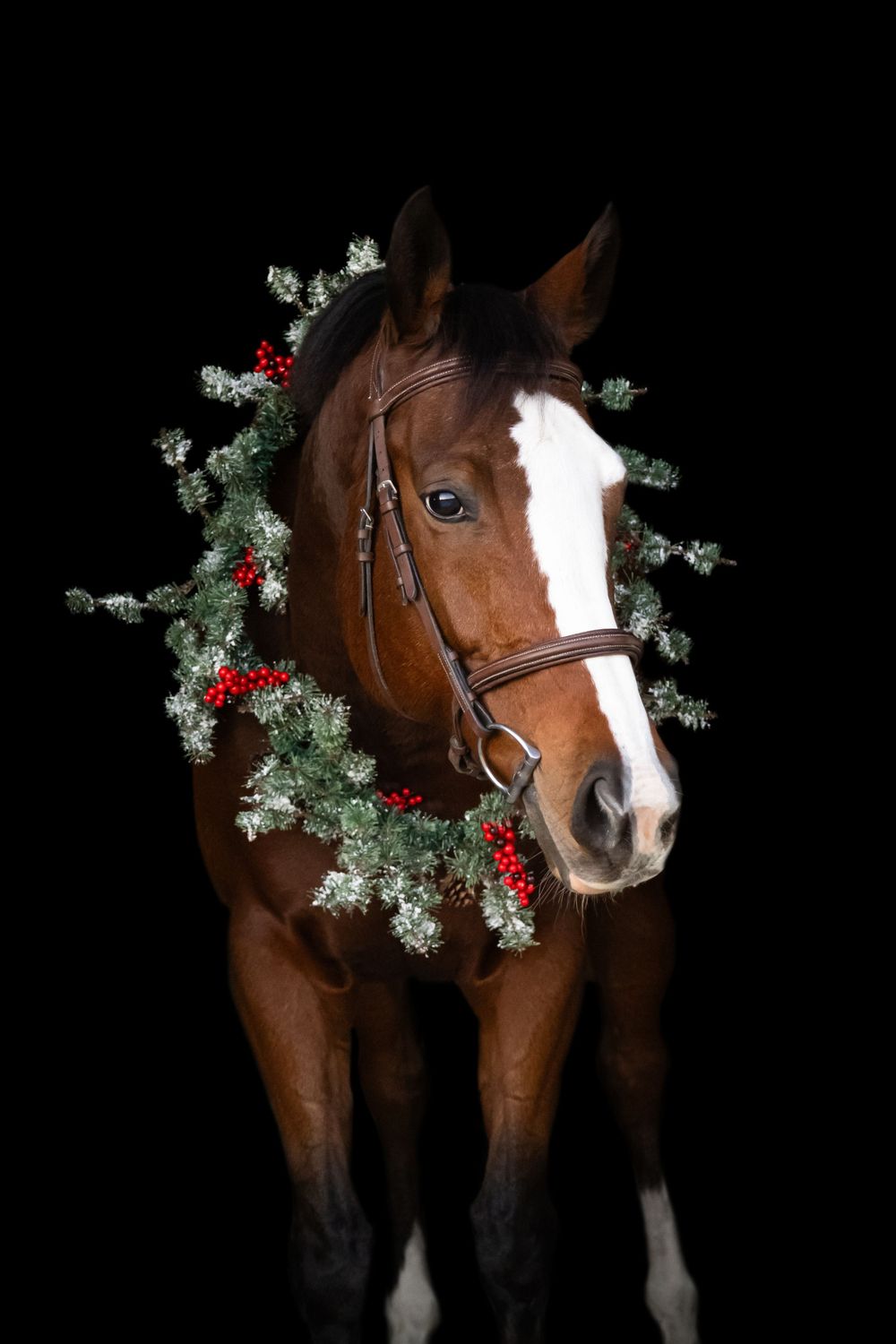 Christmas photos of horses, black background photos of horses, horse photographer in lexington kentucky