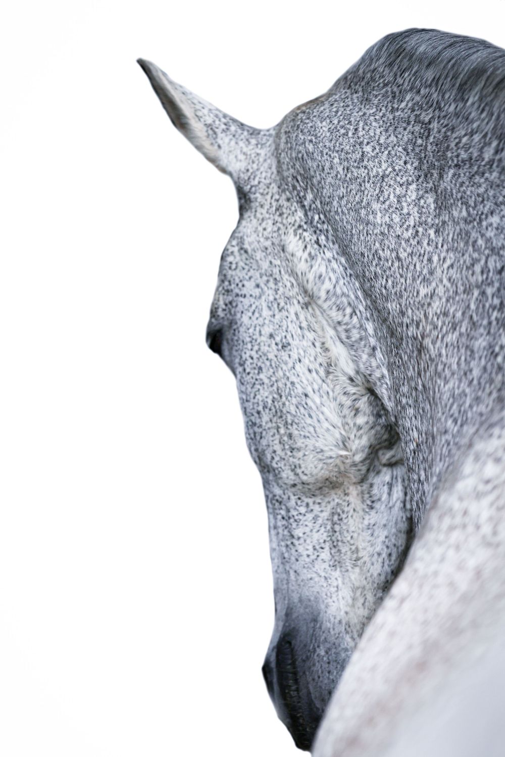 Equine Photographer in Lexington Kentucky, horse photography, equine photography,  black background horse, equine fine art photographer