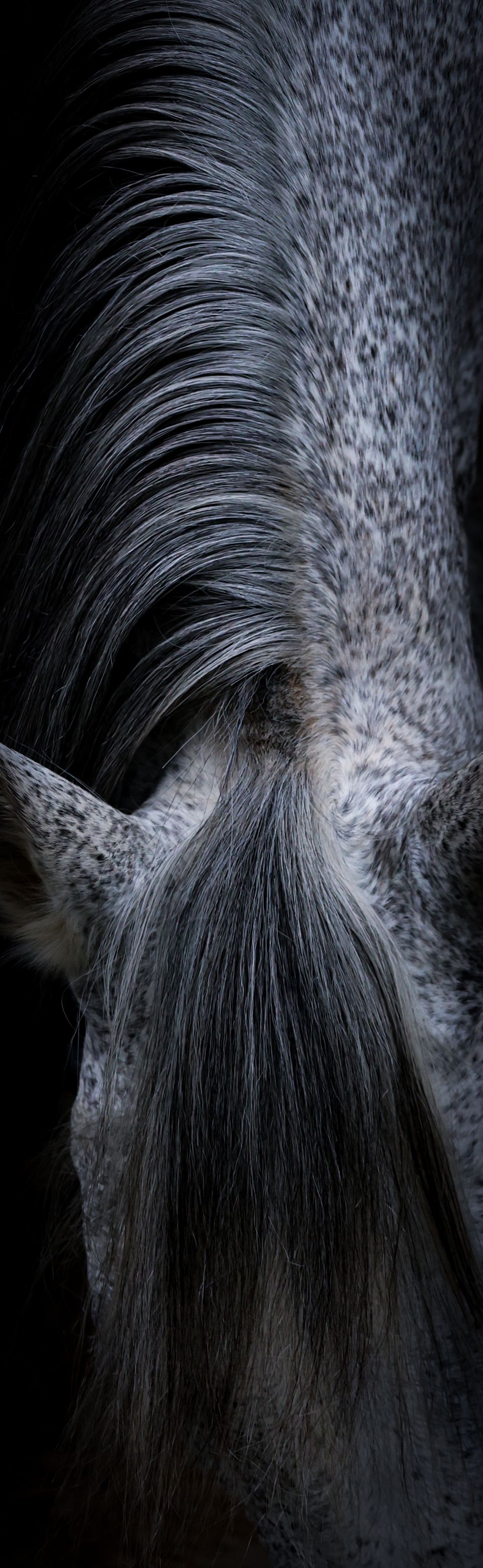 Horse Fine art, horse wall art, kentucky equine photographer, Lexington Kentucky, Equine Photographer in Lexington Kentucky, horse photo