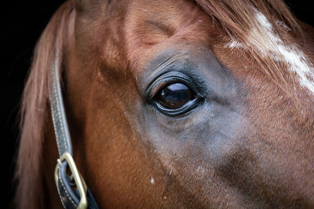 Equine Photographer in Lexington Kentucky, horse photography, equine photography,  black background horse, equine fine art photographer