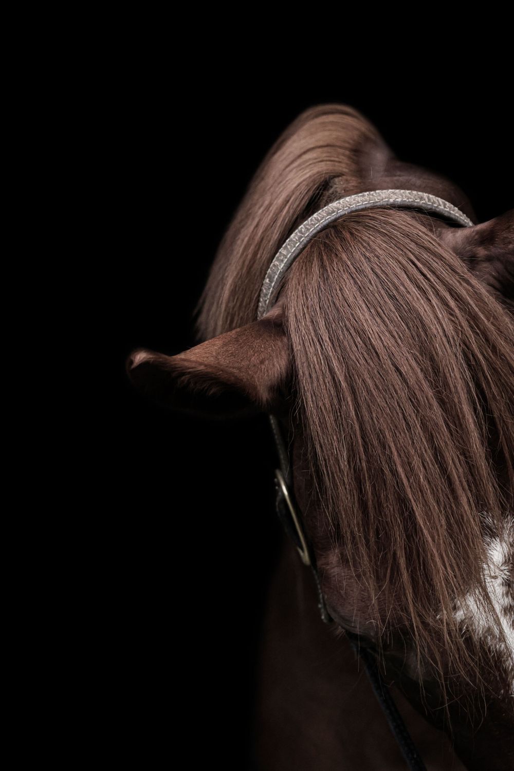 Horse Fine art, horse wall art, kentucky equine photographer, Lexington Kentucky