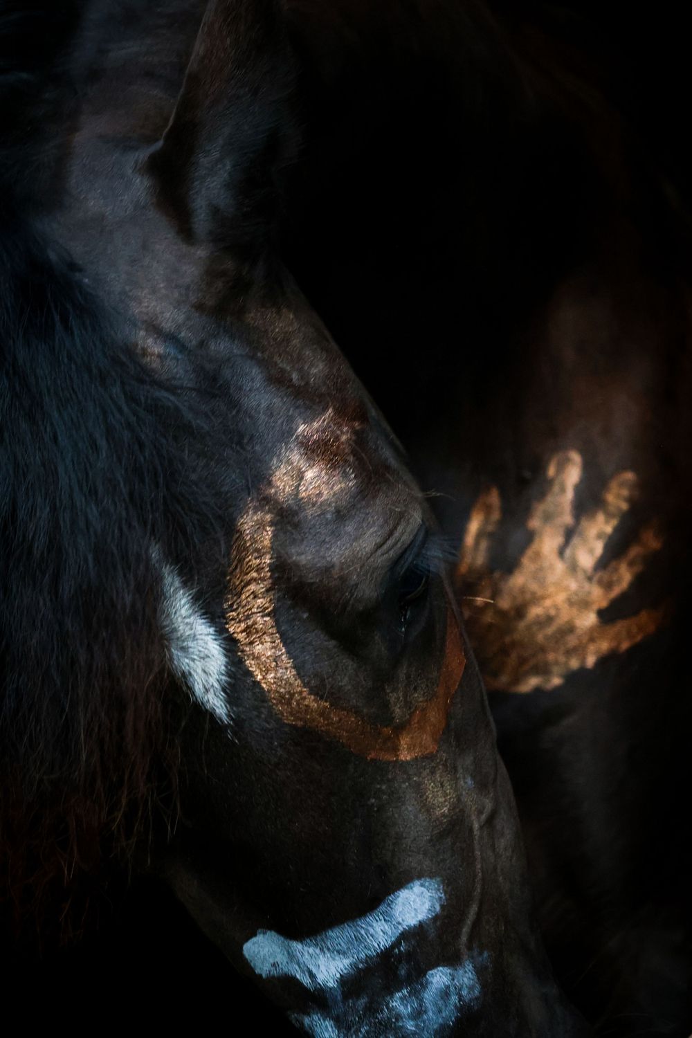 Equine Photographer in Lexington Kentucky, horse photography, equine photography,  black background horse, equine fine art photographer
