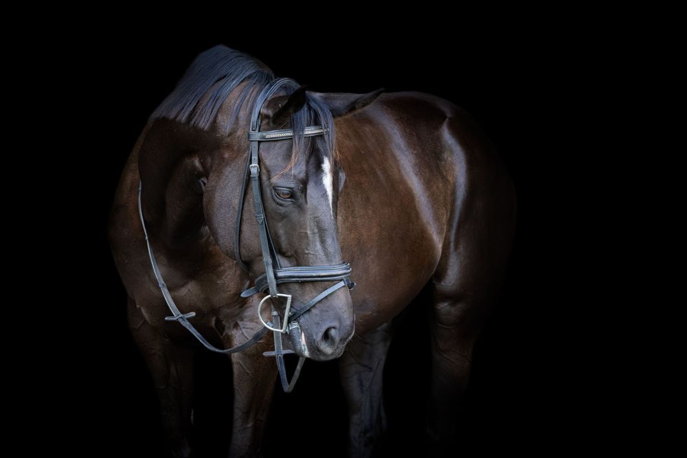 Equine Photographer in Lexington Kentucky, horse photography, equine photography,  black background horse, equine fine art photographer