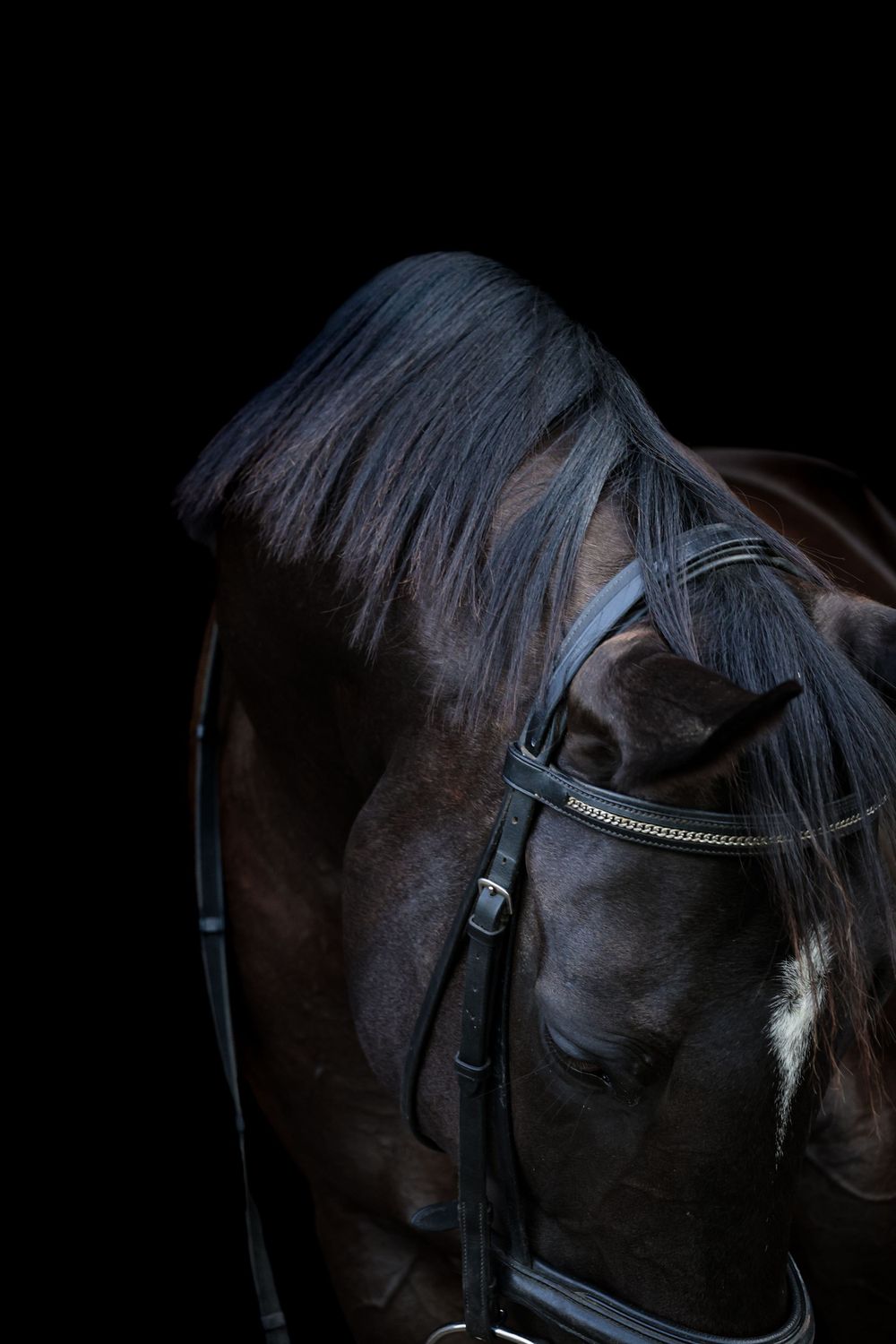 Equine Photographer in Lexington Kentucky, horse photography, equine photography,  black background horse, equine fine art photographer