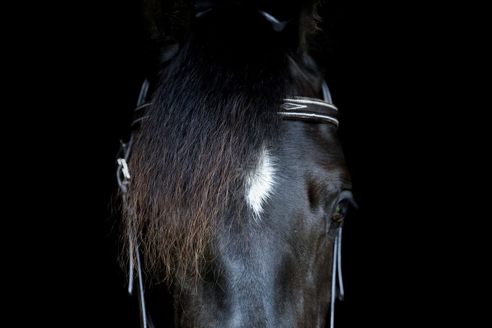 Equine Photographer in Lexington Kentucky, horse photography, equine photography,  black background horse, equine fine art photographer