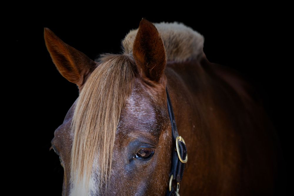 Equine Photographer in Lexington Kentucky, horse photography, equine photography,  black background horse, equine fine art photographer