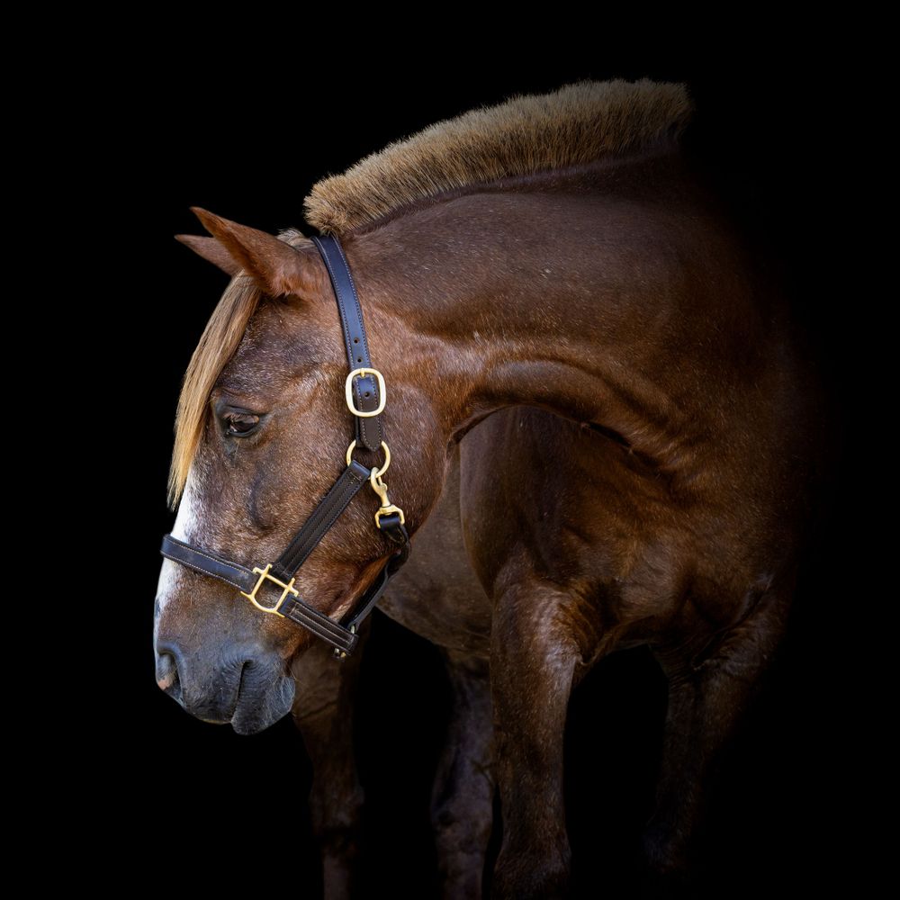 Equine Photographer in Lexington Kentucky, horse photography, equine photography,  black background horse, equine fine art photographer
