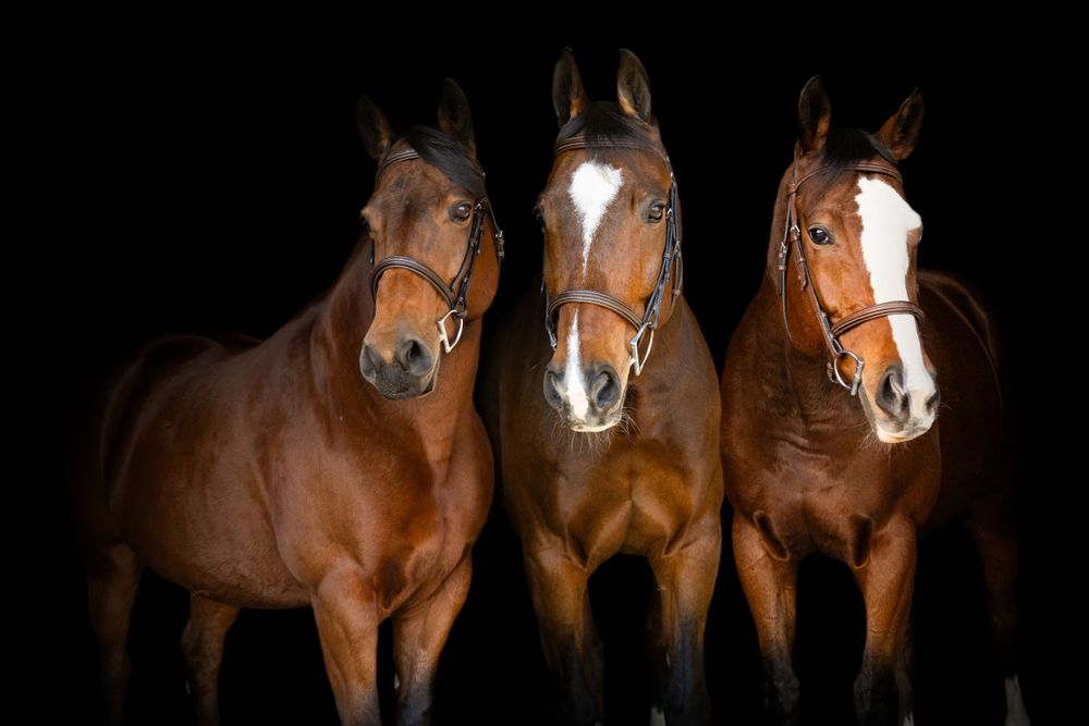 Black background photography, fine art horse photography, Equine Photographer in Lexington Kentucky, horse photography, equine photography,
