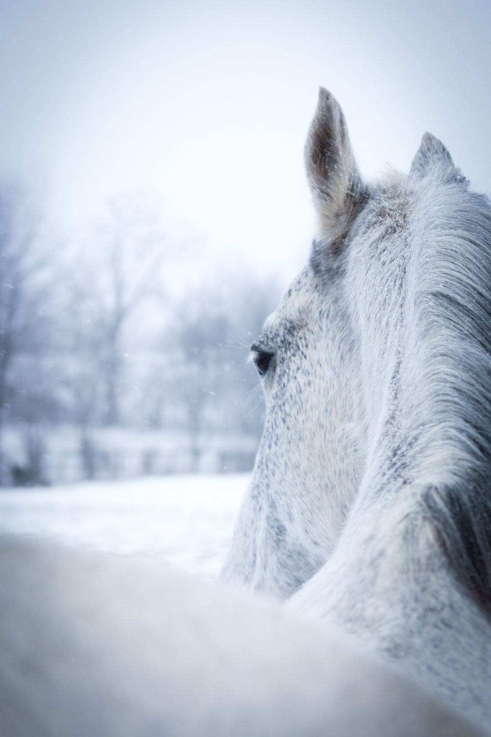 Horse portrait, horse portrait photographer, andalusian horse photo in winter. Equine Photographer in Lexington Kentucky, horse photography