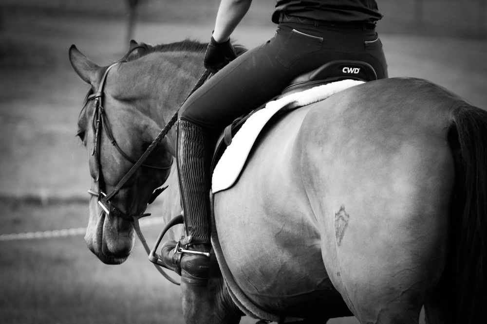black and white image of a warmblood show horse, show horse photographer in lexington kentucky