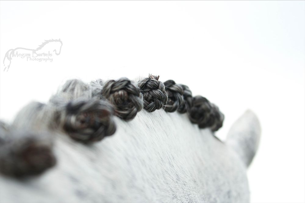 Equine Photographer in Lexington Kentucky, horse photography, equine photography,  black background horse, equine fine art photographer