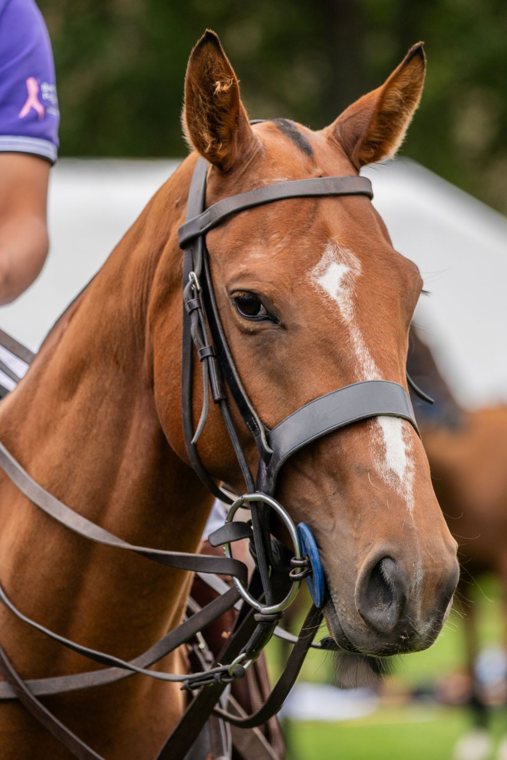 Close-up portrait of chestnut polo horse wearing black leather bridle.