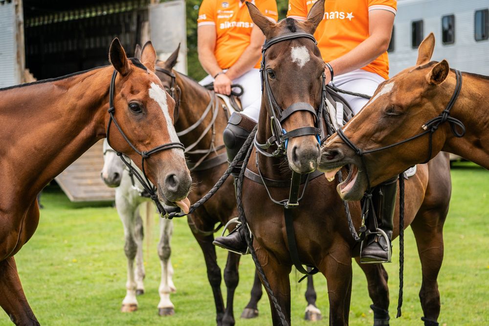 Three majestic polo horses with bridles standing together on a grassy field while wearing riding equipment.