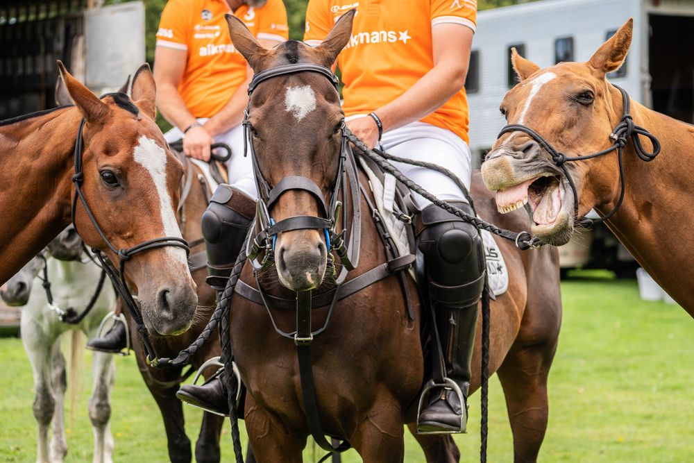 Close-up of three polo horses showing their expressive faces and bridle equipment on a sunny field.