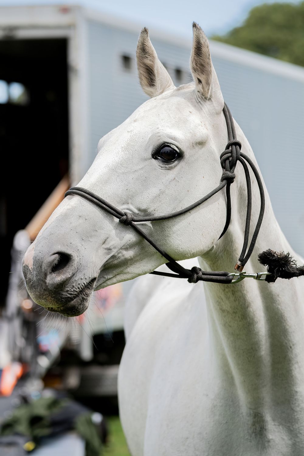 Profile view of elegant white horse with black bridle against blurred background.