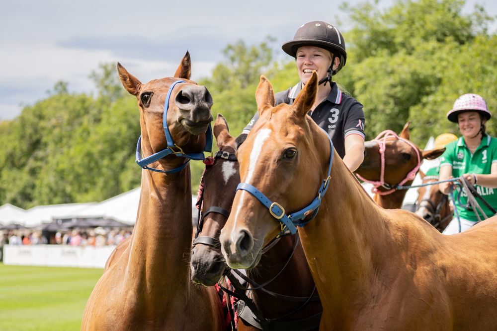 Close-up of two polo horses wearing blue and brown bridles during a match.