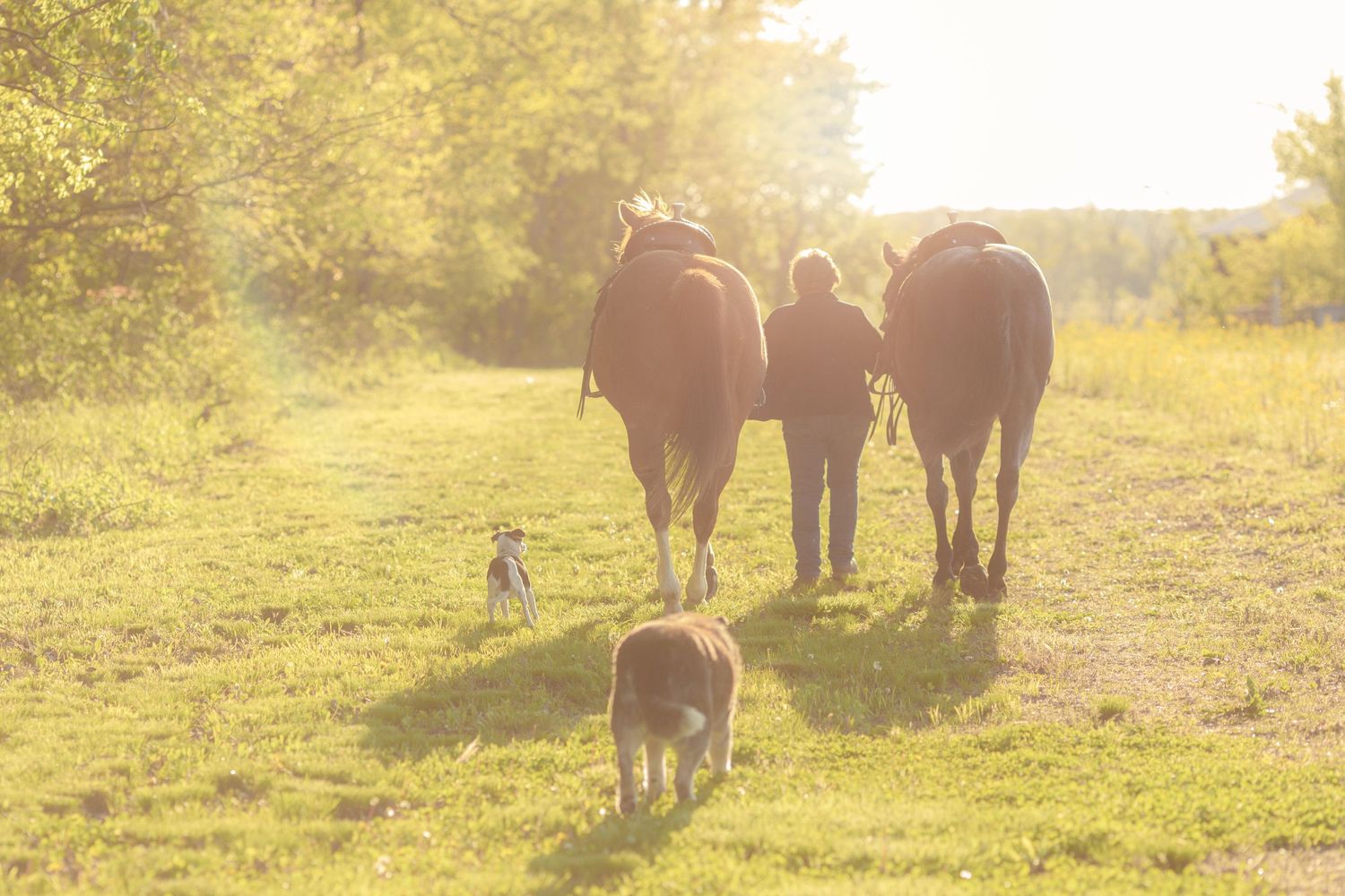 Older cowgirl women leading her very tall quarter horses along the fields while her dogs trail behind them