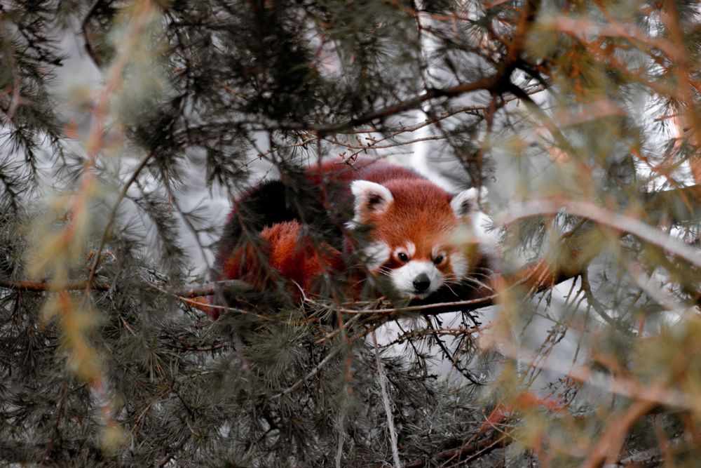red panda