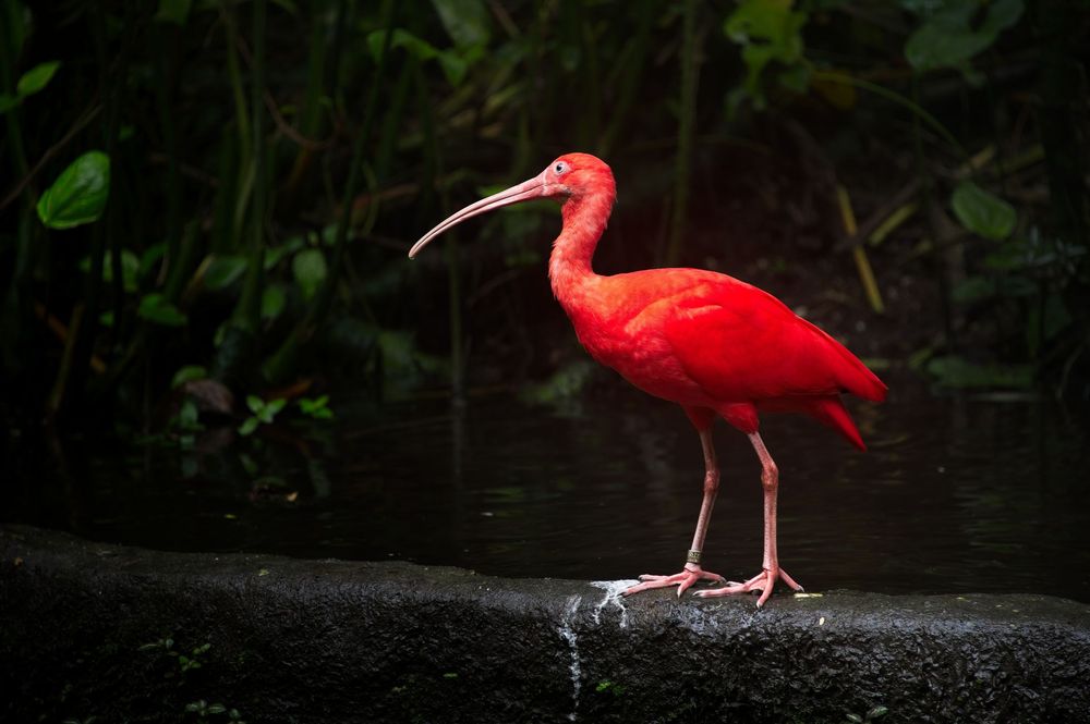 pink bird