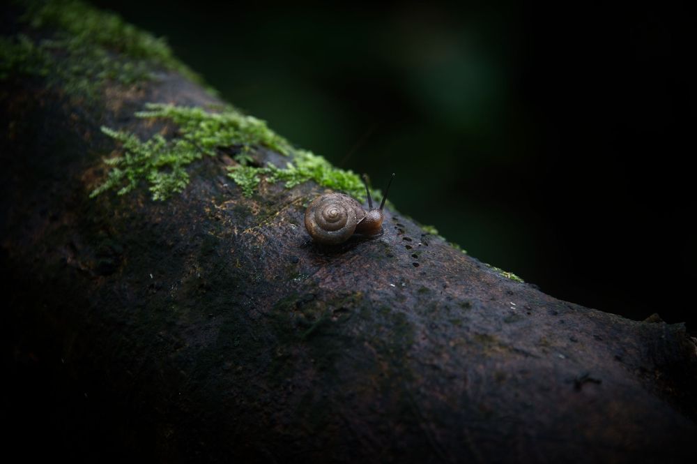 snail