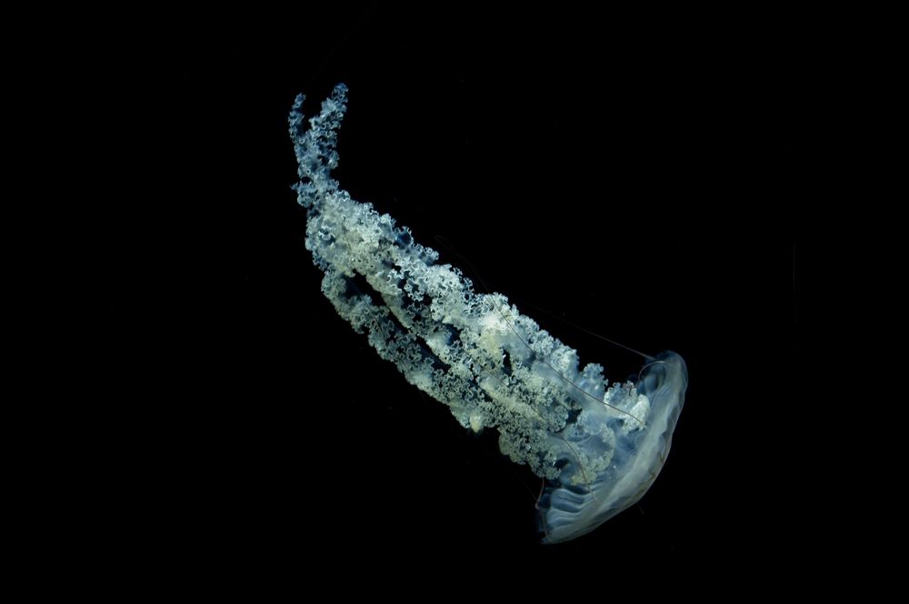 jellyfish