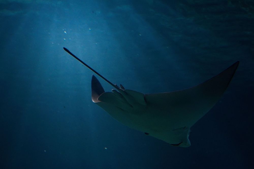 manta