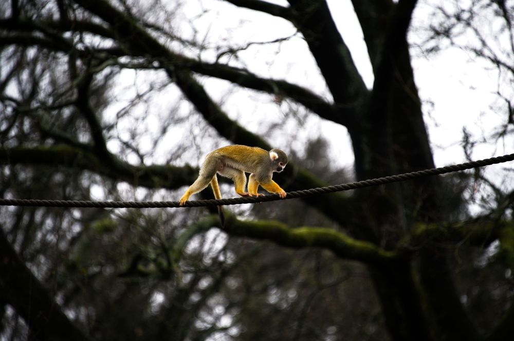 monkey