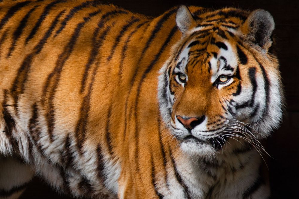 tiger