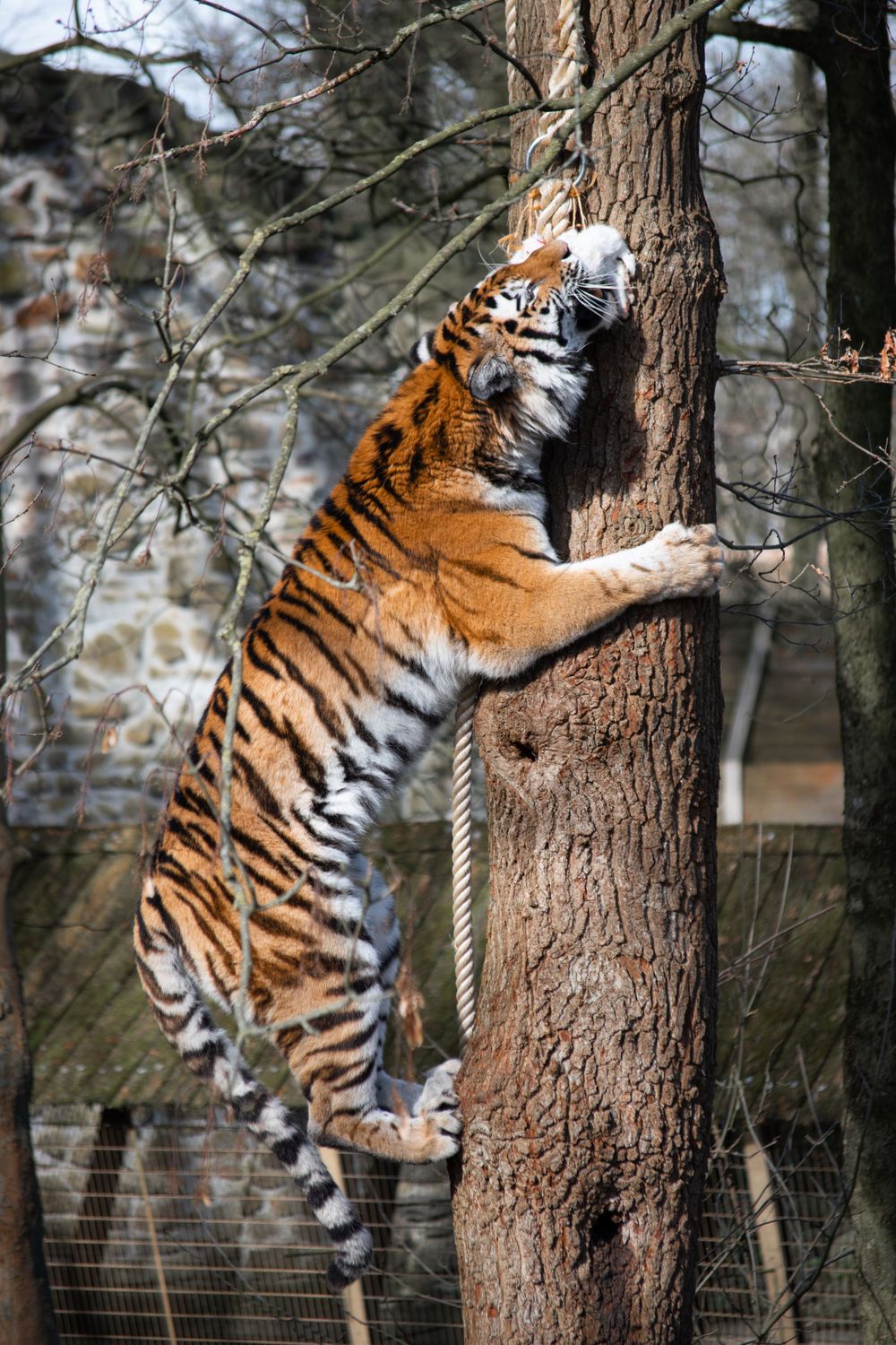 tiger
