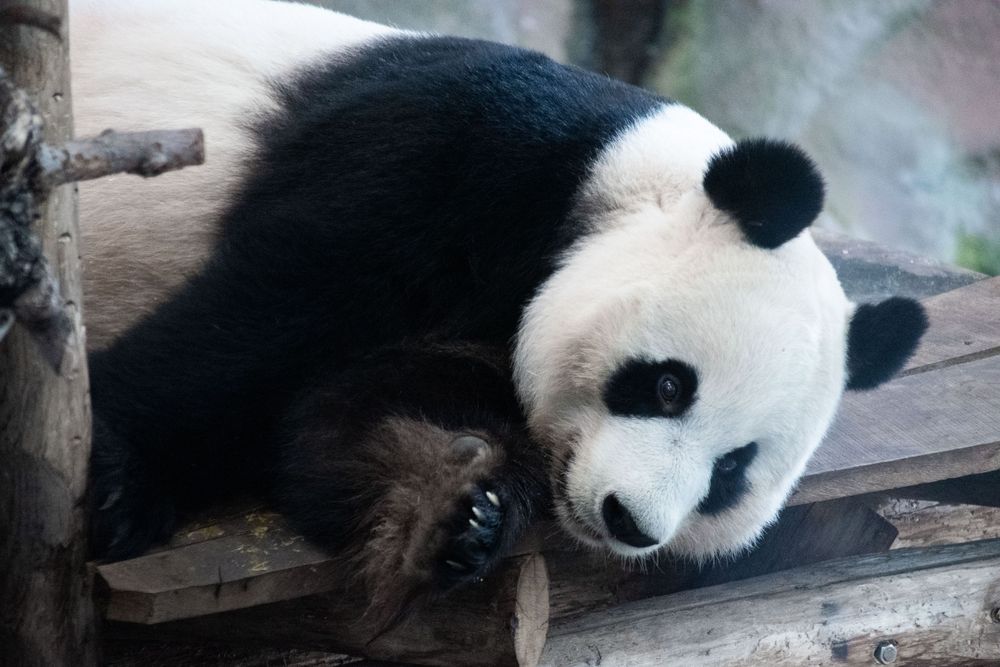 panda