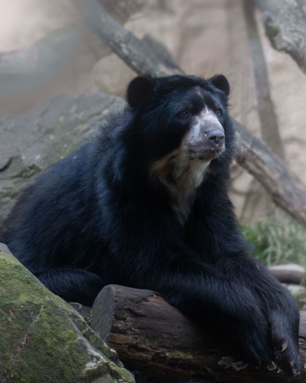 bear