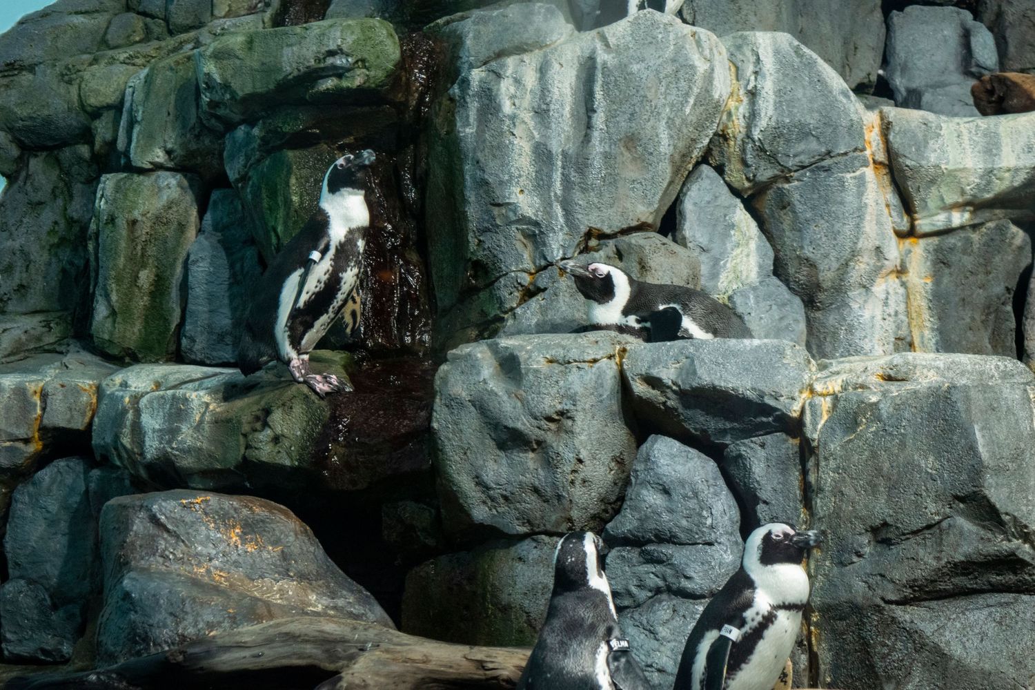 Penguins perched on rocky outcrops in their natural habitat.