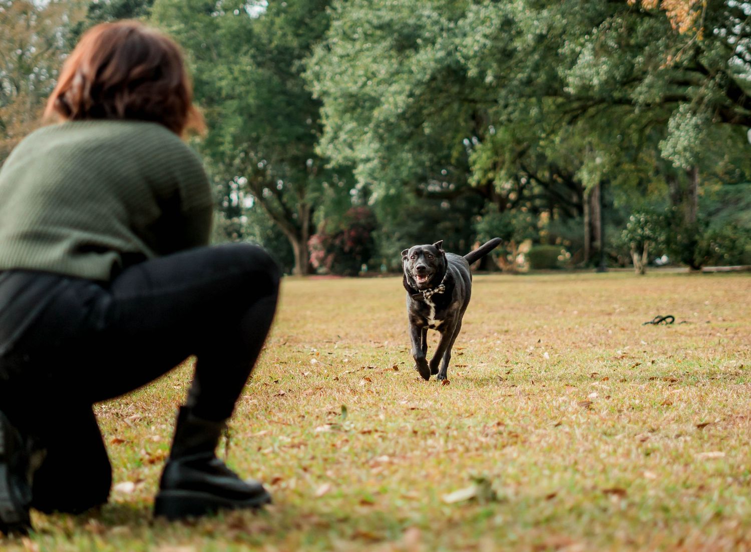Pet Photography
Daphne, AL | Spanish Fort, AL | Fairhope, AL