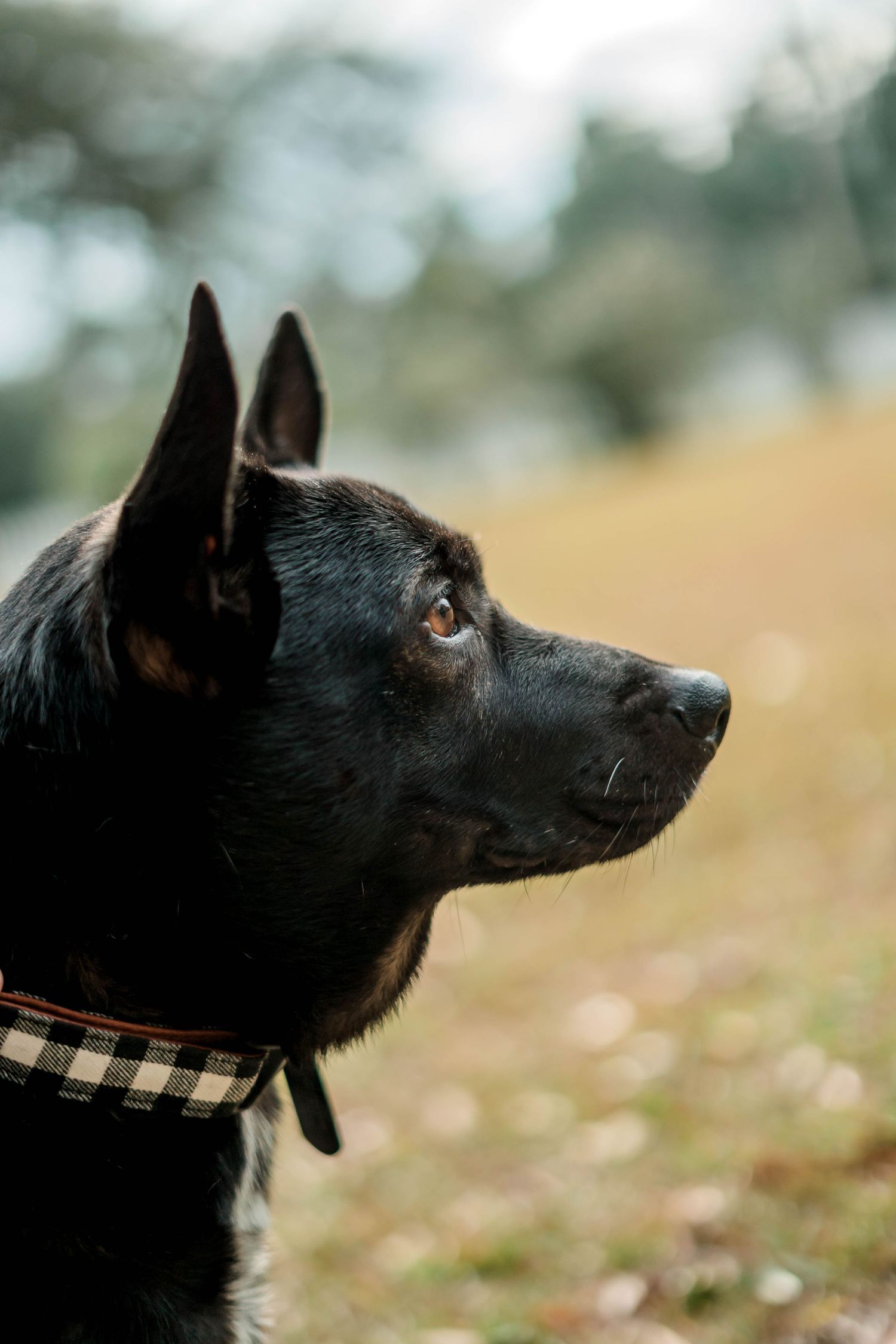Pet Photography
Daphne, AL | Spanish Fort, AL | Fairhope, AL