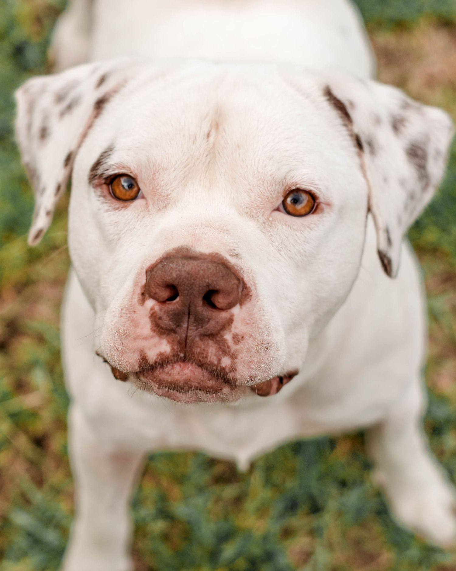 Pet Photography in Daphne, Alabama