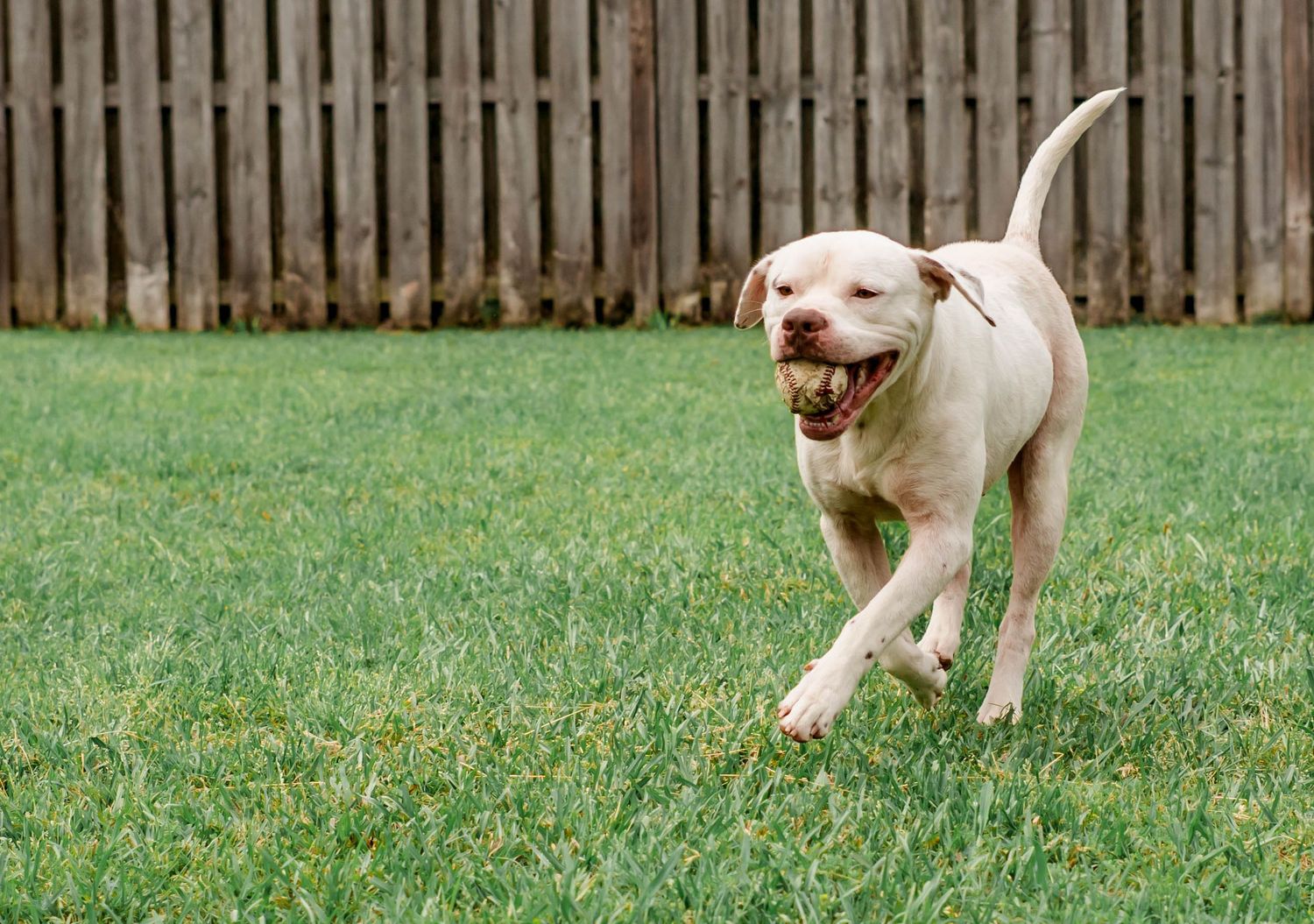 Pet Photography in Daphne, Alabama