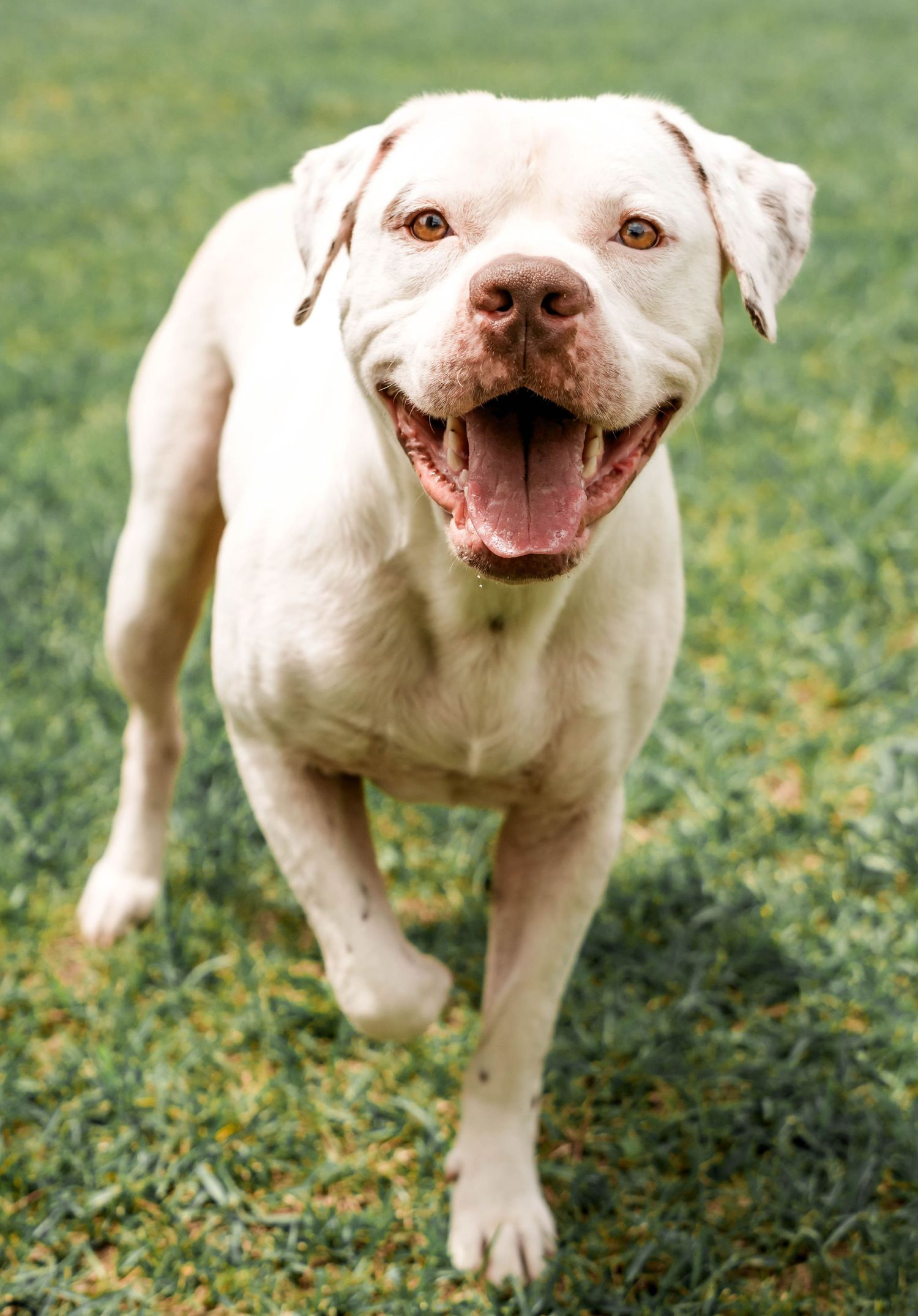 Pet Photography in Daphne, Alabama