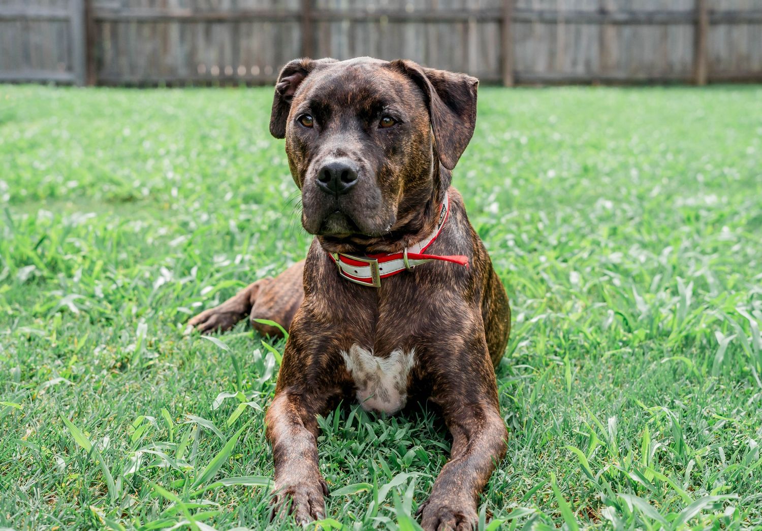 Pet photography in Daphne, Alabama
