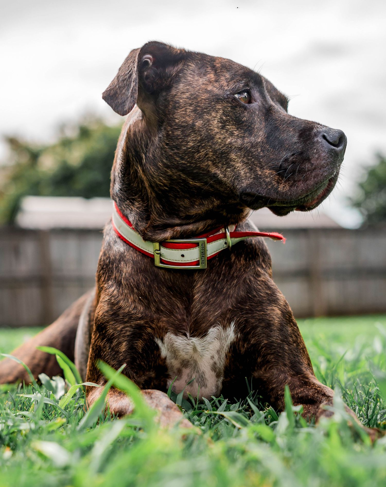 Pet photography in Daphne, Alabama