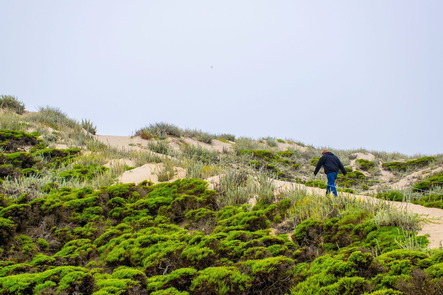 Figure hiking up a steep coastal hill covered in lush green vegetation.